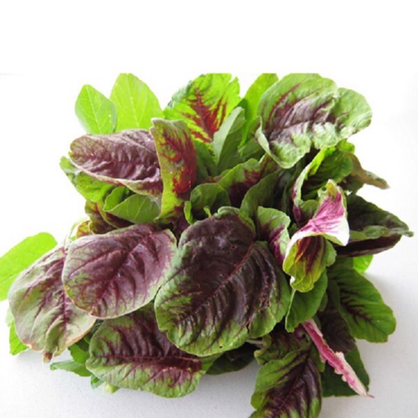 2000+PCS GARNET AMARANTH SEEDS/ RAU DỀN BA MÀU | 90% GERMINATION |