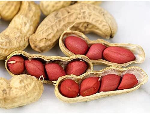 20 Tennessee Red Peanut Seeds to Grow Arachis hypogaea