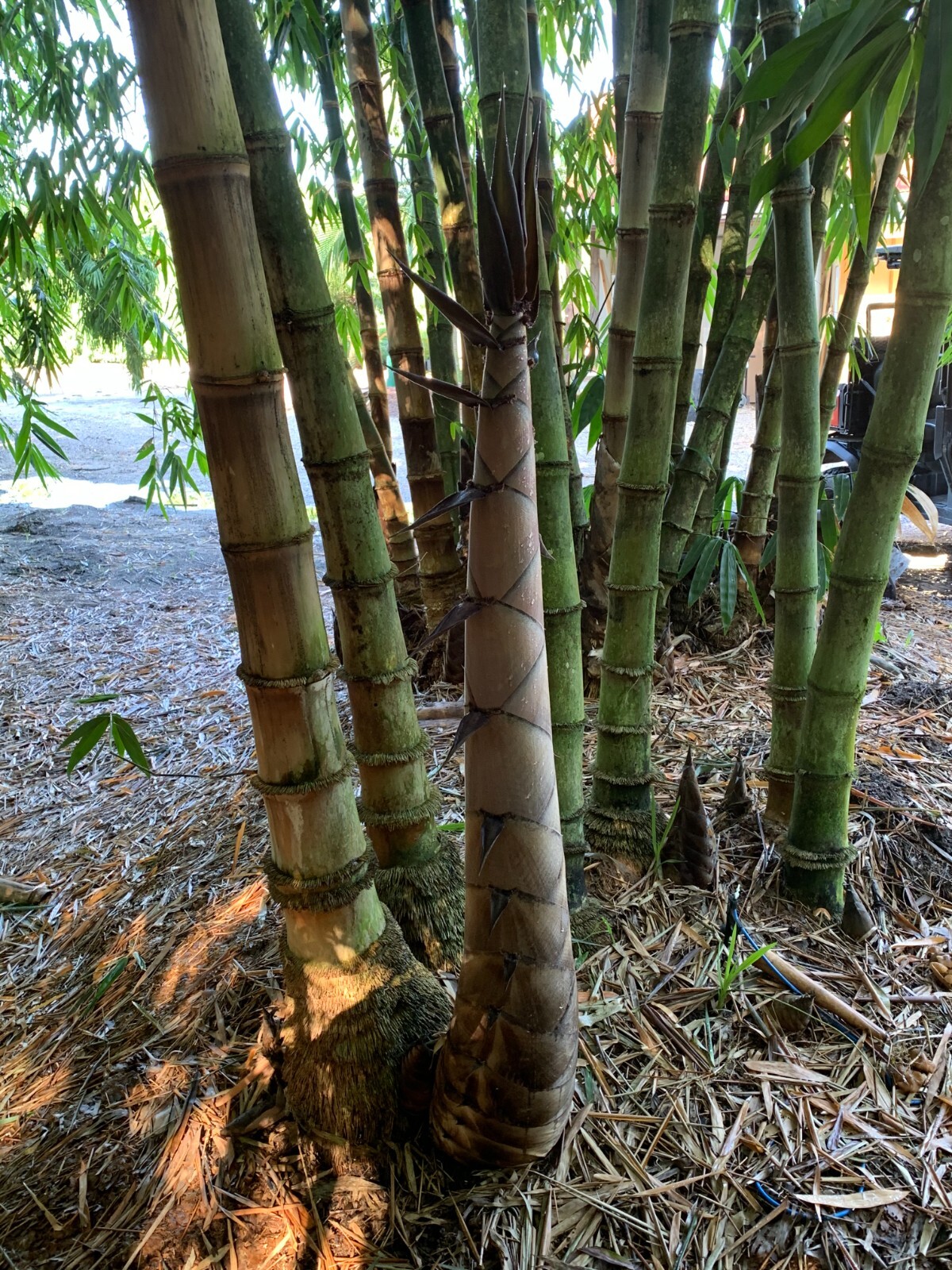 Asper Bamboo- Dendrocalamus asper **NON-INVASIVE, CLUMPING**
