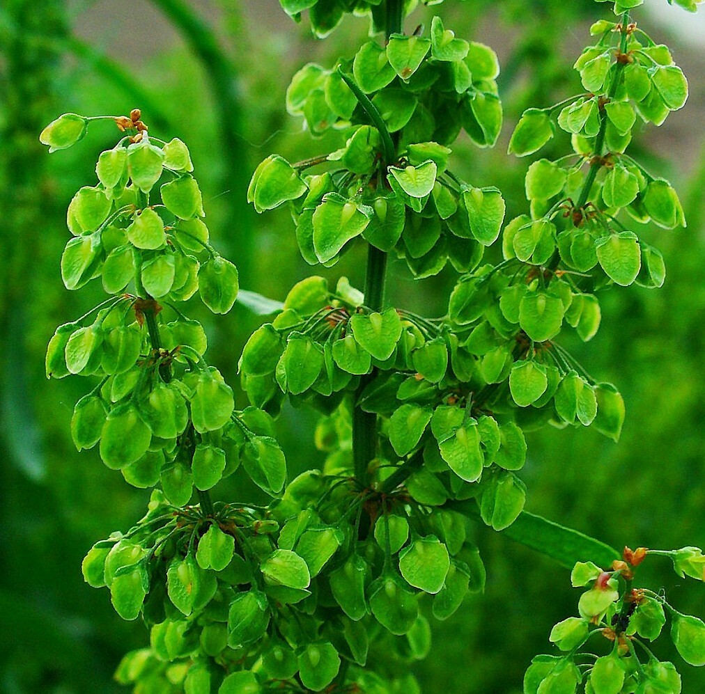 300+ RUMEX CRISPUS Seeds *Free Shipping!* Curly Dock, Yellow Dock, Curled Dock