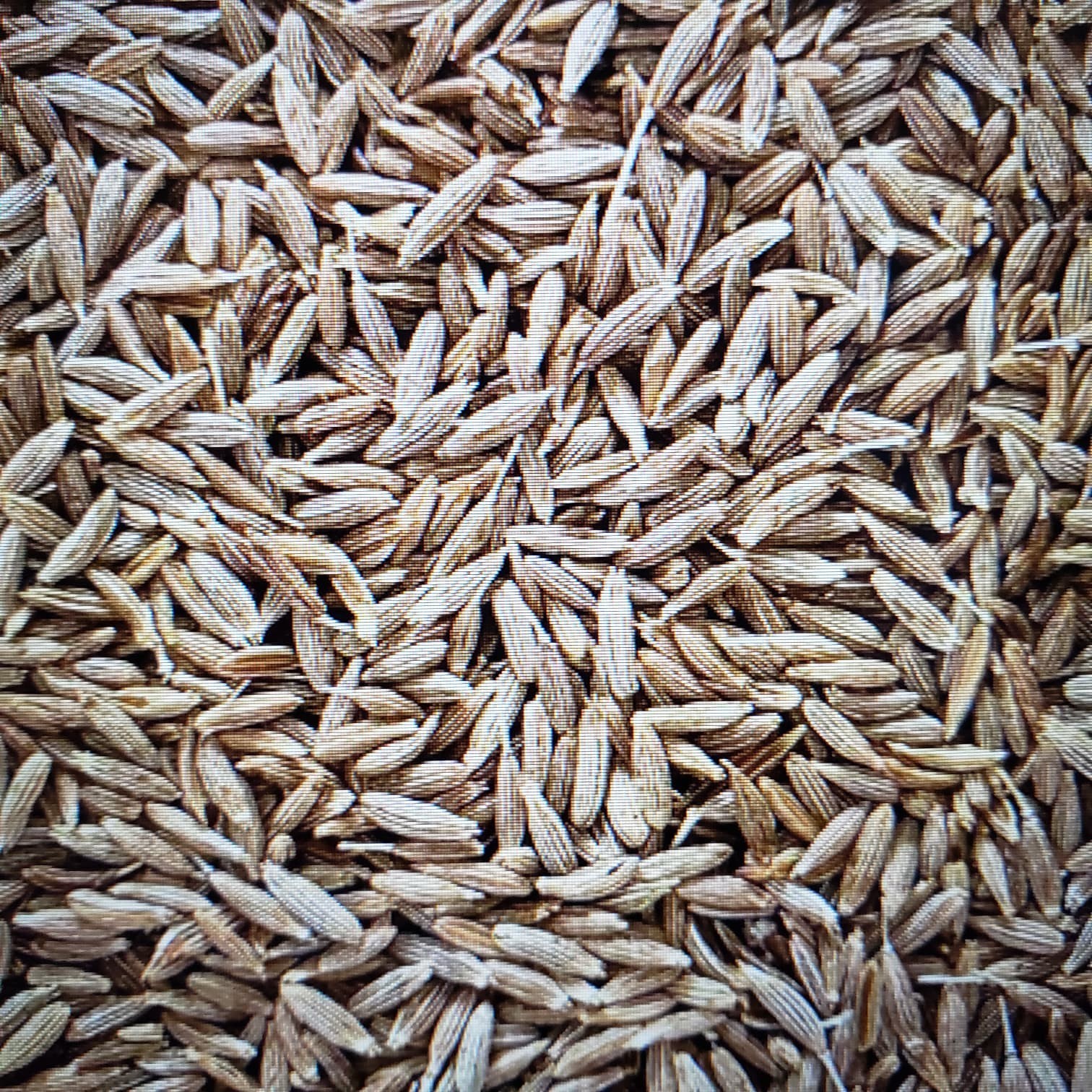 1000 CUMIN herb seeds for plan ting Fresh Seeds and FREE SHIPPING