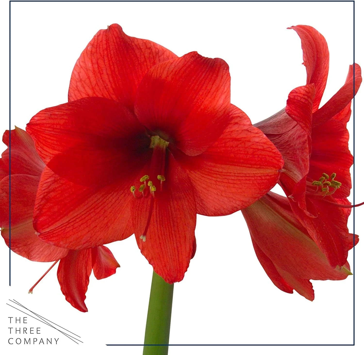 Live Waxed Amaryllis Bulb – Silver with Red Flowers – Easy Care Holiday Gift