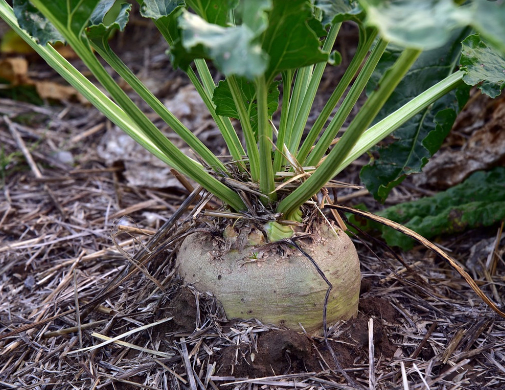 250 Sugar Beet Seeds beta vulgaris