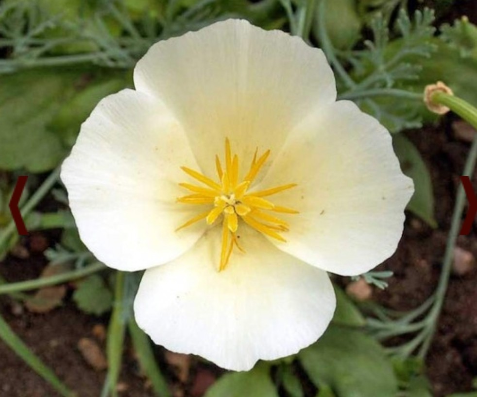300+ California Poppy Linen White Seeds **Fresh Seeds** ~~Free Shipping~~