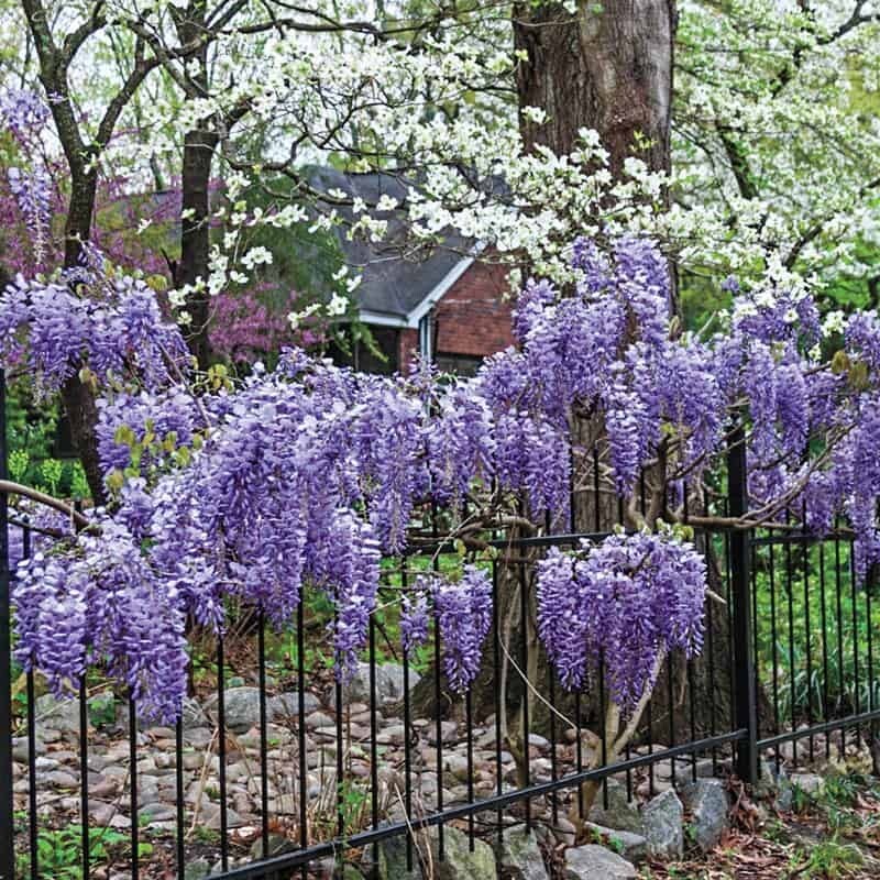 12+ Chinese Wisteria Tree Seeds Fast Climber Flower Vine, Cold Hardy Plant