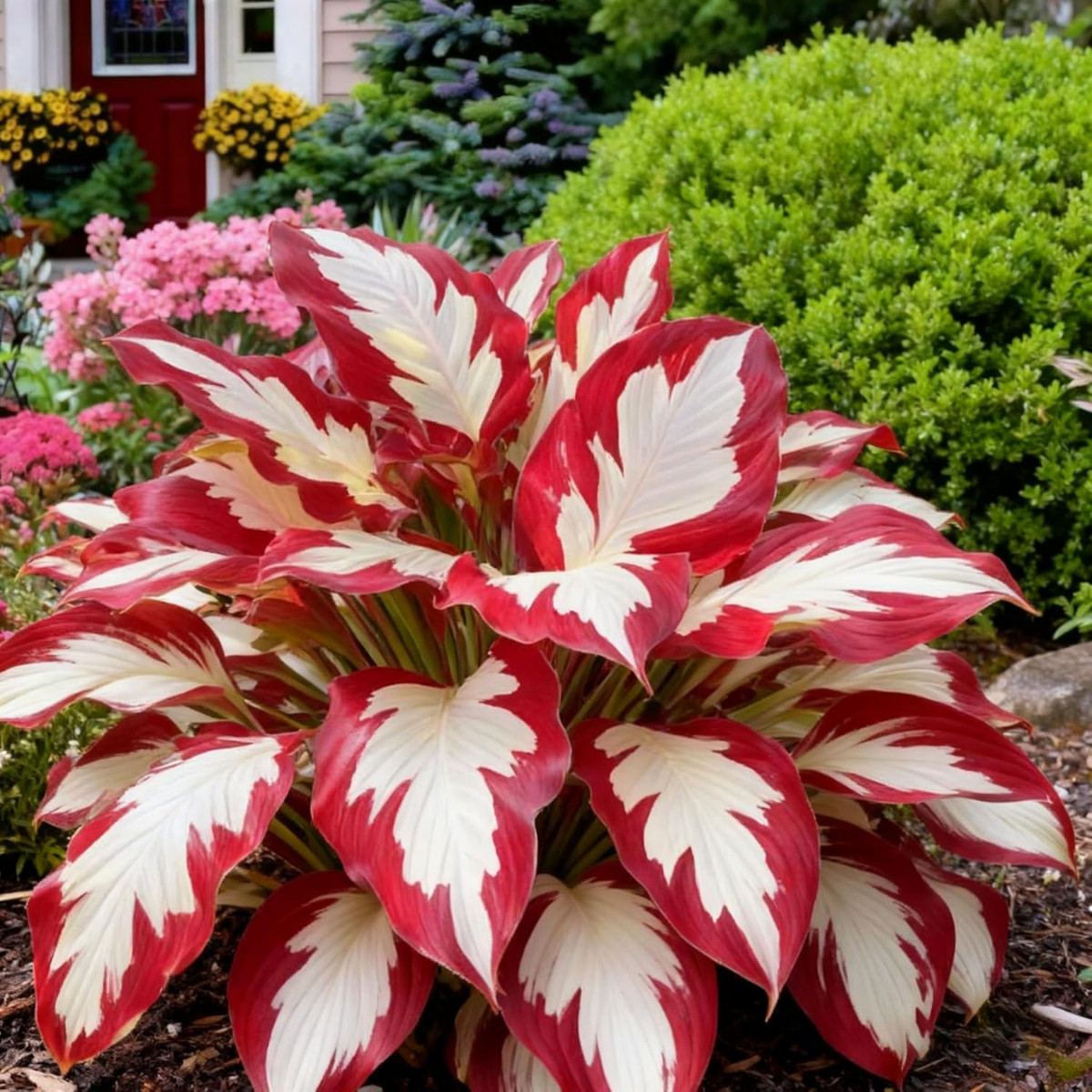 150+ Hosta Seeds Heart-Shaped Hosta Bare Roots – Rich Foliage, Low Maintenance