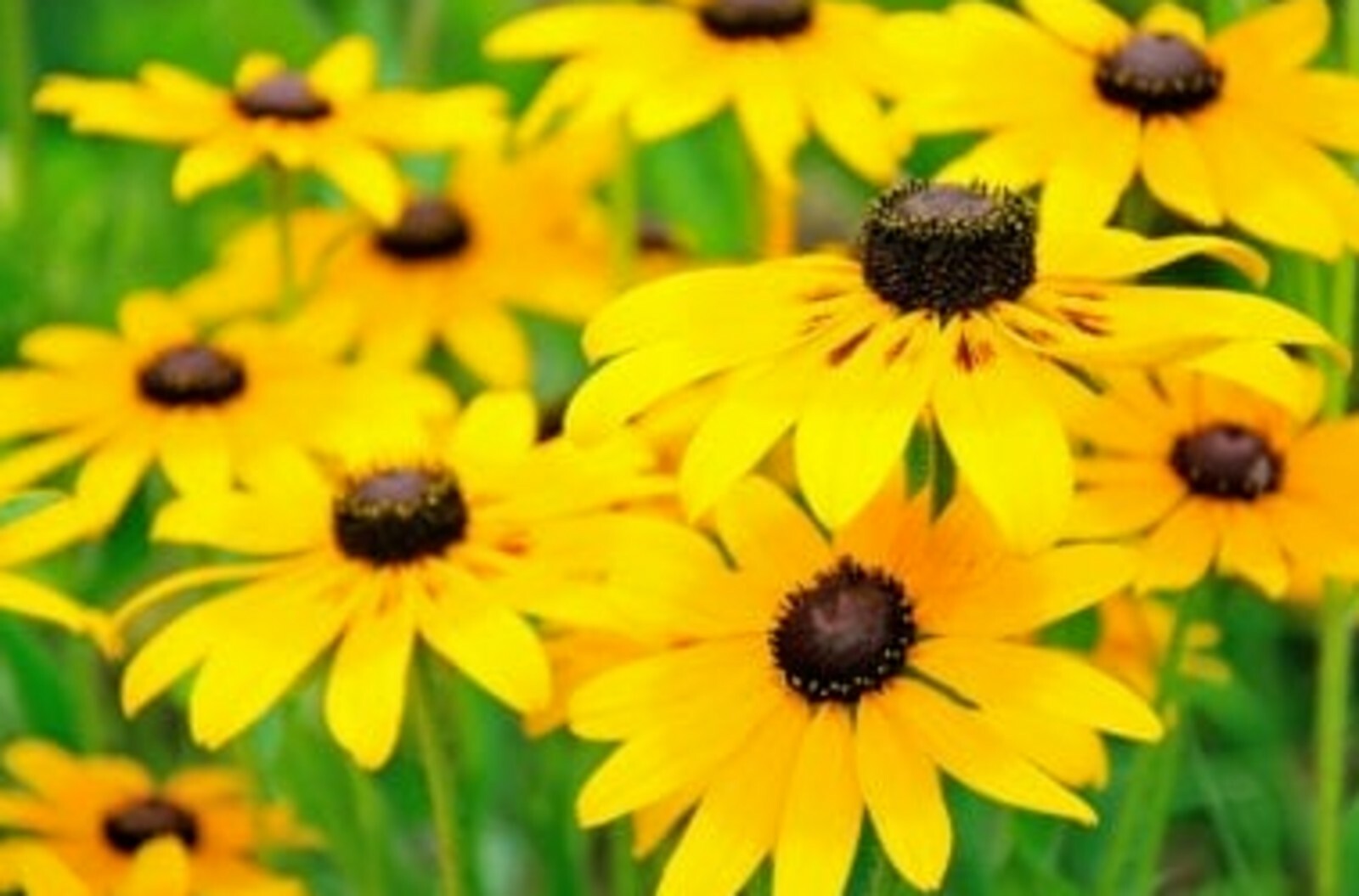  🌼Black Eye Susan 🌼25 Fresh Seeds