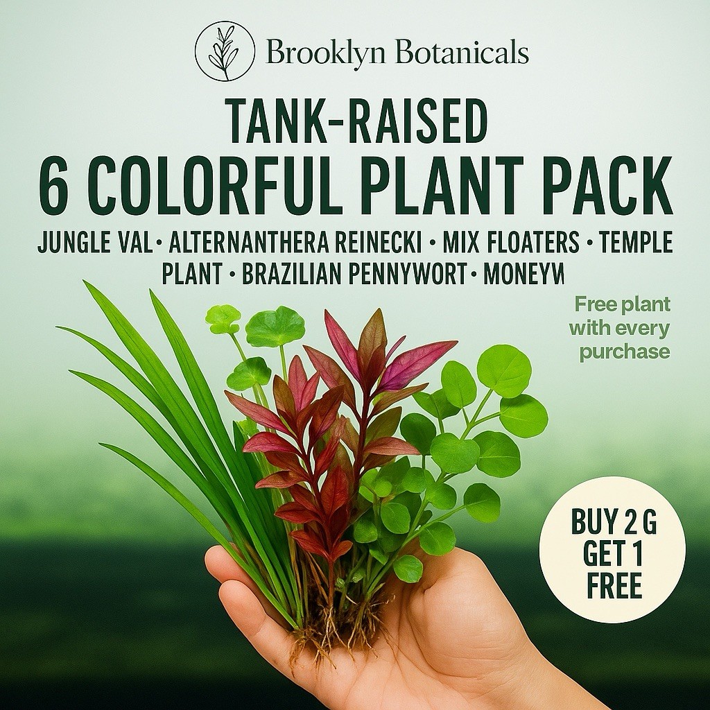 MIXED PLANT FREE SHIPPING