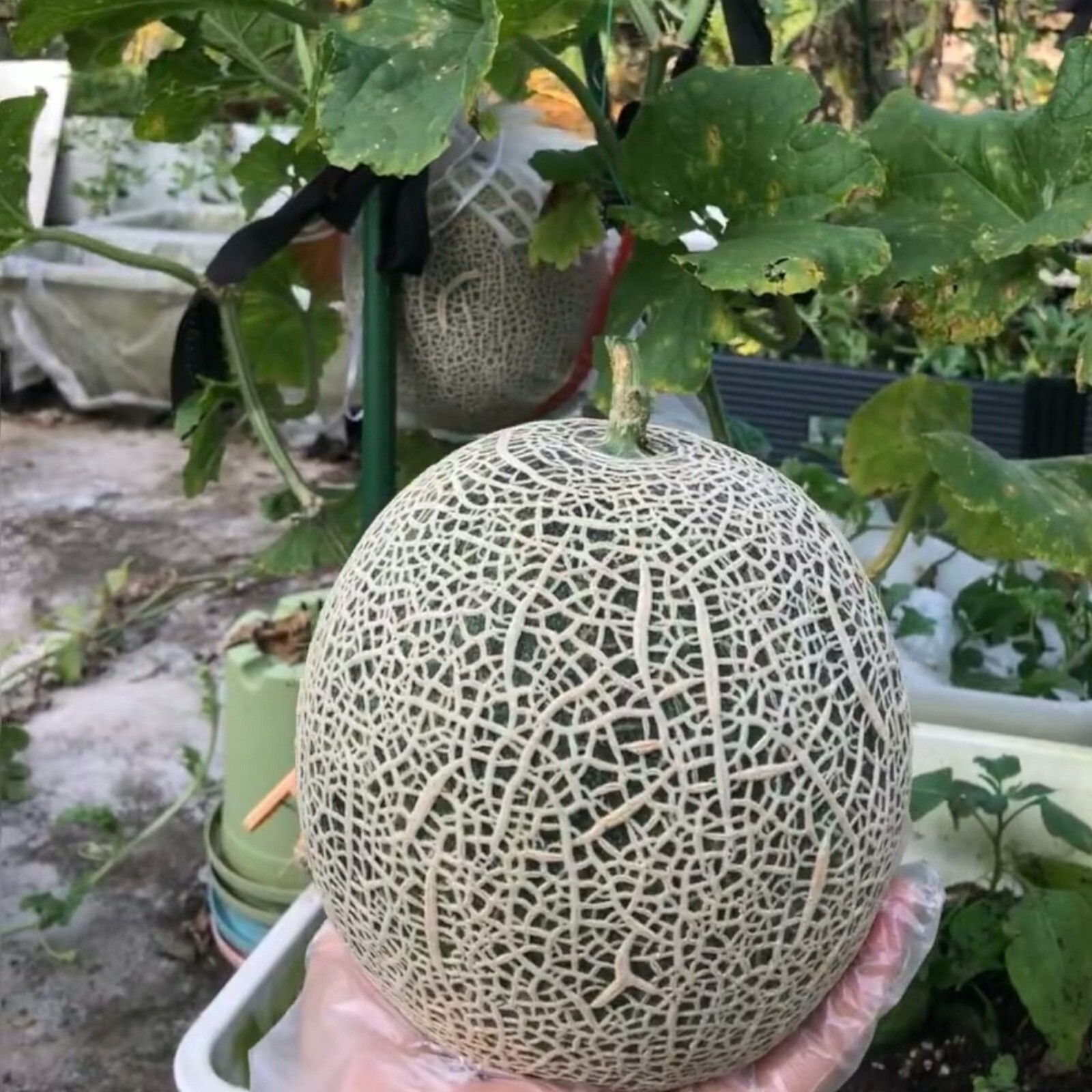 25pcs Cantaloupe Melon Seeds – Sweet Heirloom Variety for Home Gardens