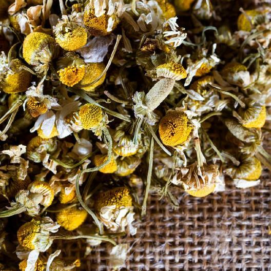 Chamomile GERMAN Herb Groundcover Medicinal Tea Fragrant Non-GMO 500 Seeds