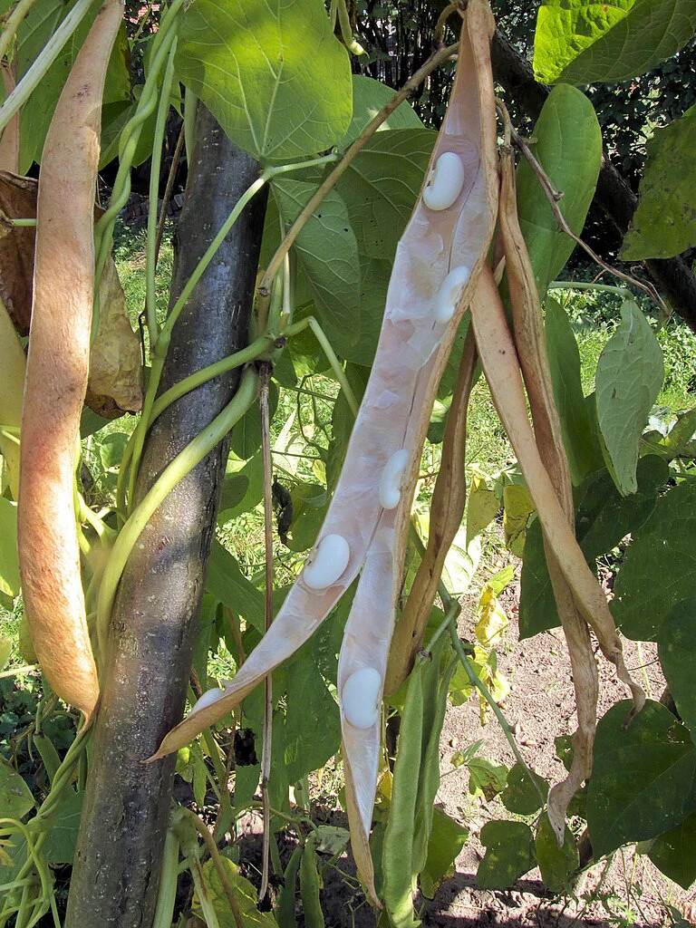 White Half Runner Bean (Pole) Seeds – For 2025 Planting Early Mountaineer Pole