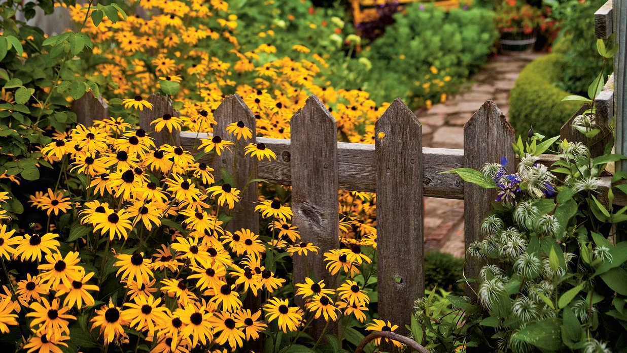 2001+BLACK EYED SUSAN Flower Seeds Perennial Native Wildflower Drought Heat Cold