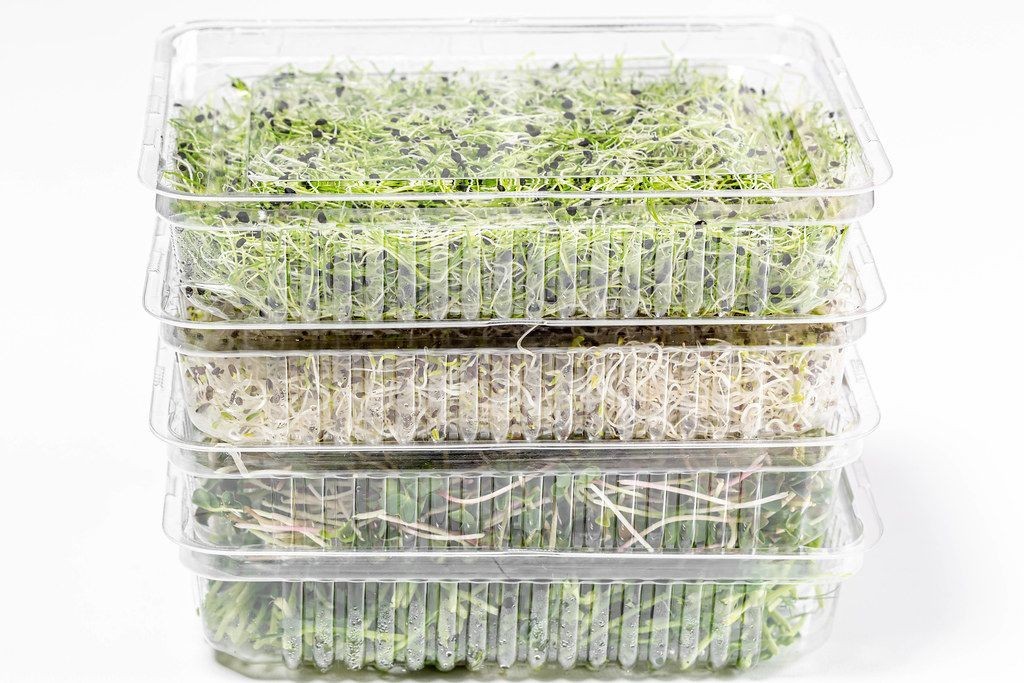 BROCCOLI SEEDS 500+ WALTHAM 29 CULINARY MICROGREENS for vegetables garden