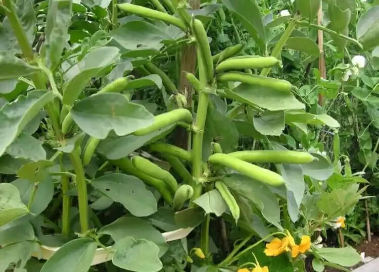 Pinto Bean Seeds | Non-GMO Heirloom Bush Pole Bean Seeds | Fresh Garden Seeds