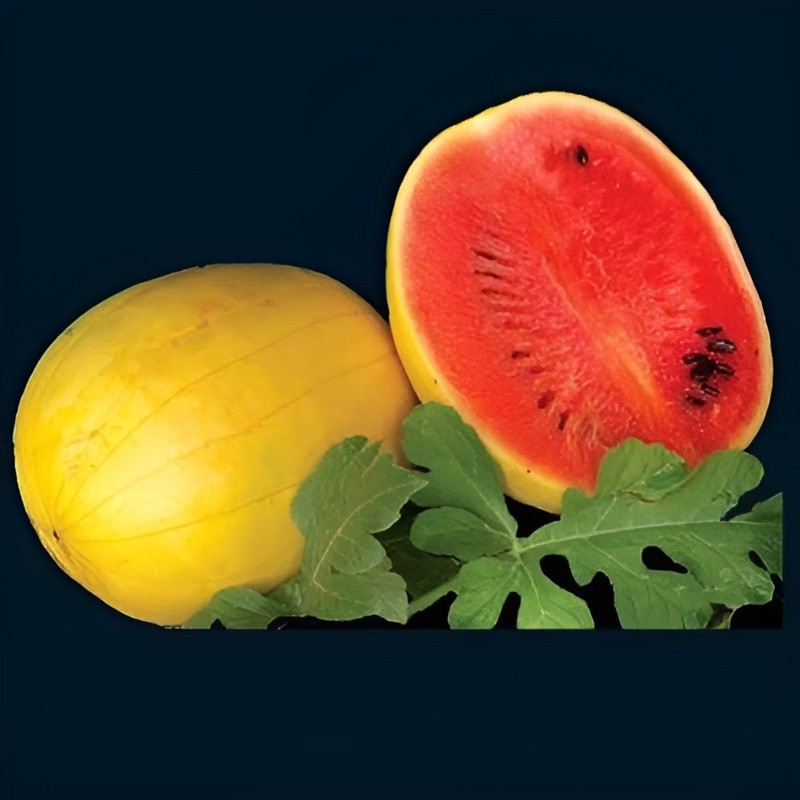 35 Organic Heirloom Golden Midget Watermelon Seeds – Fast Growing – Super Sweet!