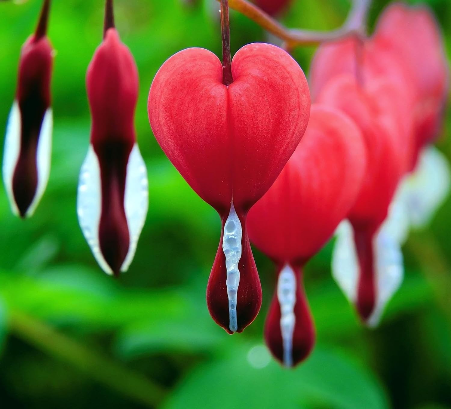 CarpetC 100+ Bleeding Heart Seeds for Planting, Dicentra Spectabilis Shade-Lovin