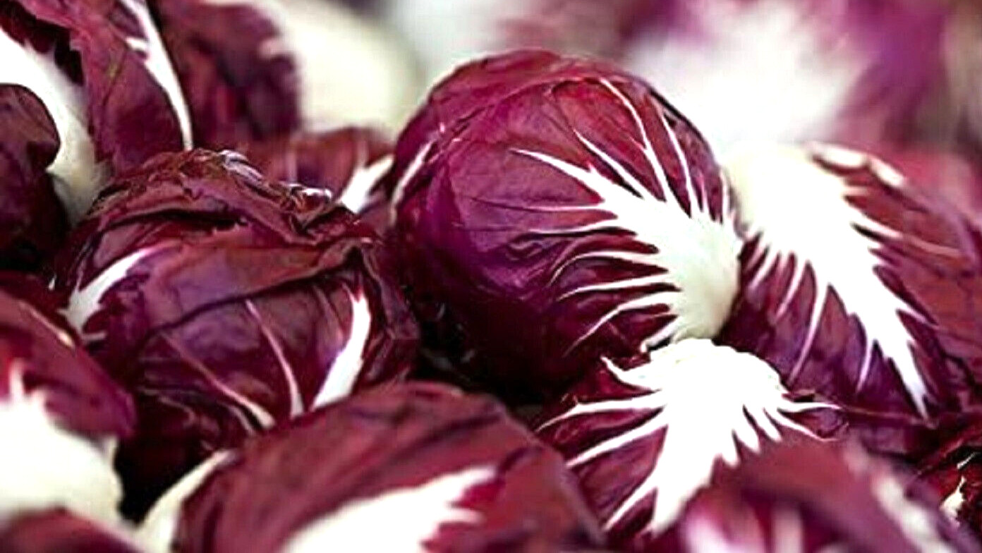 Red Verona Radicchio Chicory Seeds 300+ SEEDS NON-GMO –BUY 4 ITEMS FREE SHIP
