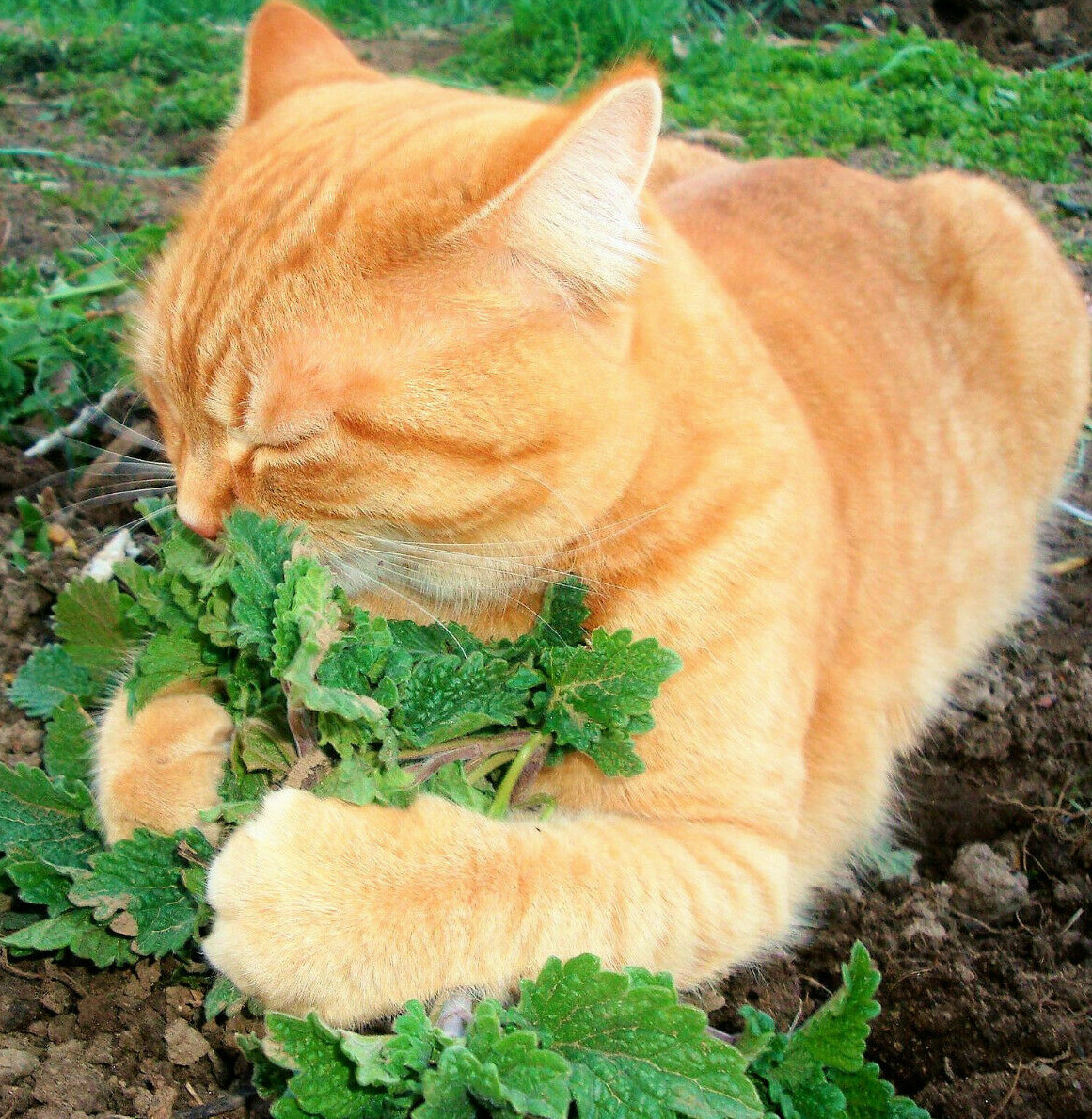 Fresh Catnip Seeds |For Planting Cat Toy Catnips Catmint Catswort Herb Seed 2024
