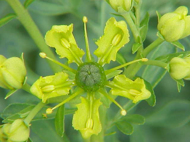 200 Ruta Graveolens Seeds – Rue Seeds – Medicinal Herb