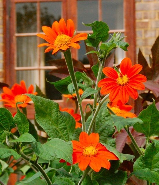 75 Tithonia Mexican Sunflower seeds