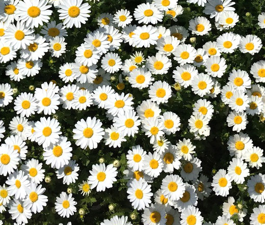 CREEPING DAISY Chrysanthemum Paludosum – 5,000 Bulk Seeds