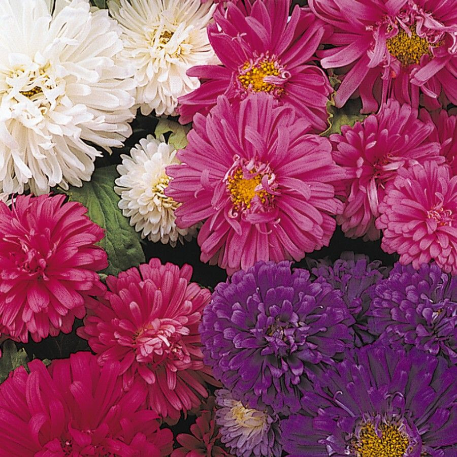 50 Seeds ASTER MILADY MIX Callistephus Dwarf, 10” tall, 3” flowers, fresh