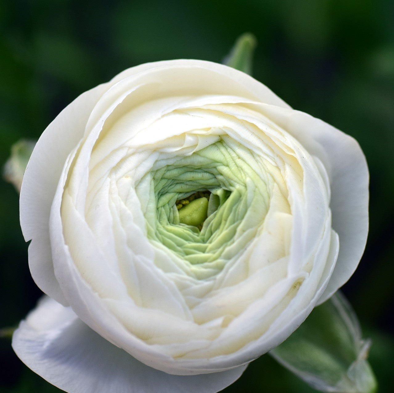 Easy to Grow Ranunculus Buttercup Rainbow Mix 10 Plant Bulbs, Spring Flowers