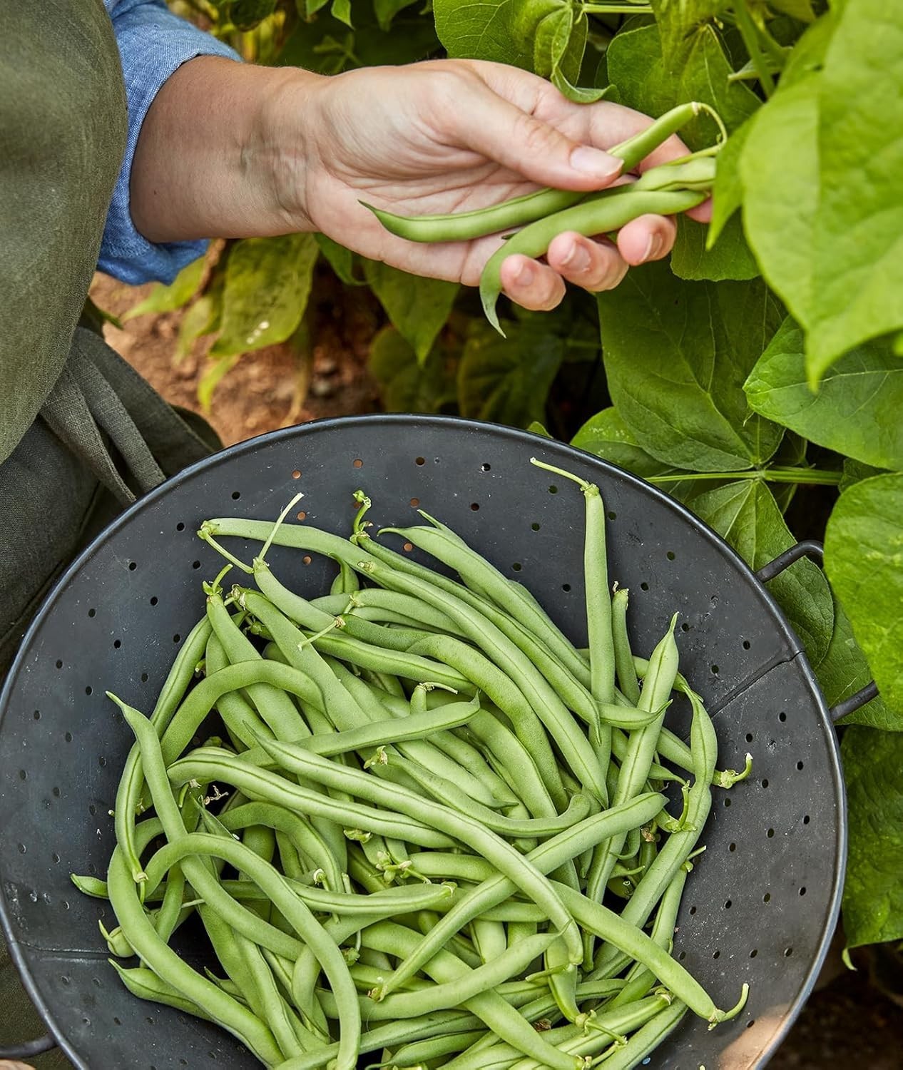 Non-GMO Blue Lake 274 Heirloom Bush Bean Seeds – 8 Oz for Delicious Harvest