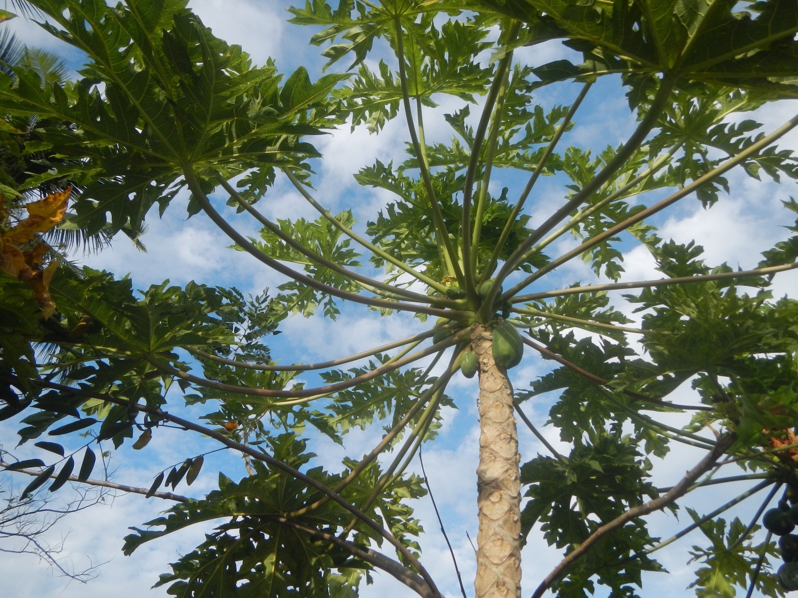 Carica papaya 100 Seeds – Papaya