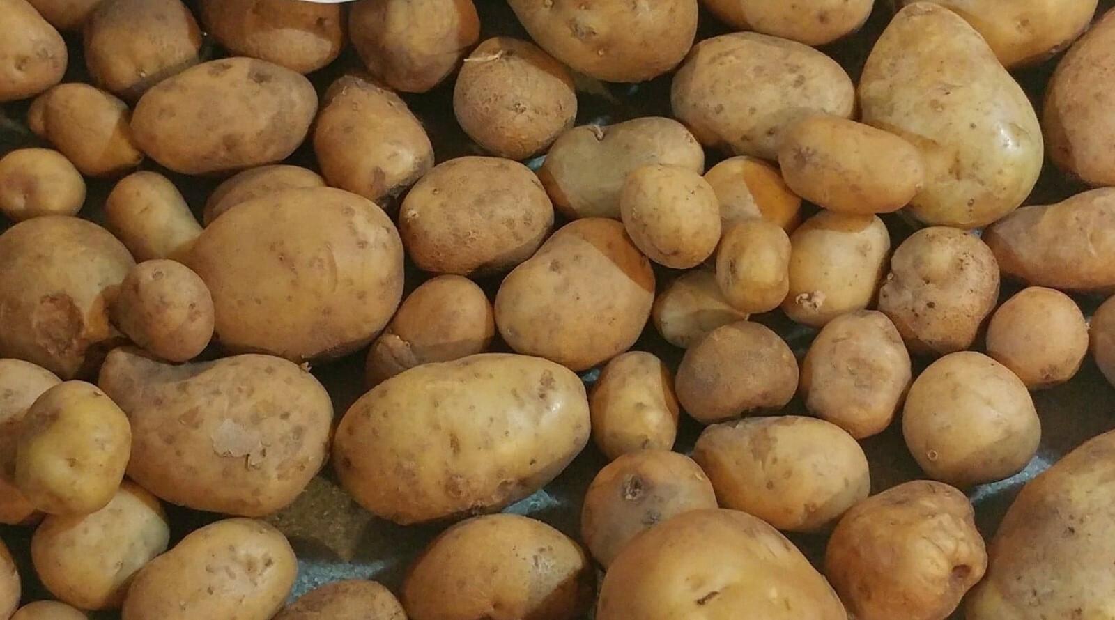 Yukon Gold TPS True Potato Seed 50 Organic Seeds Yellow Mix Potatoes Berry USA