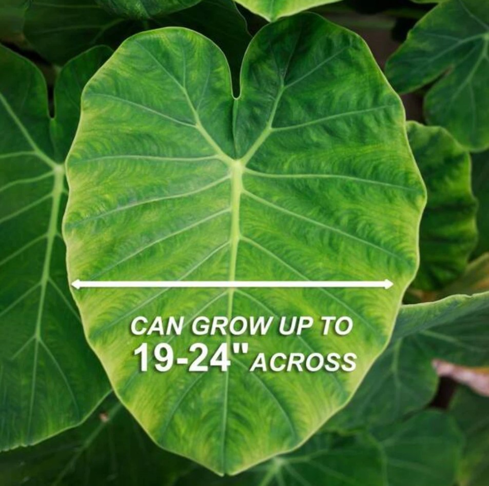 LIVE Colocasia Esculenta Elephant Ear Taro Gabi Kalo Eddo Bulbs READY to GROW
