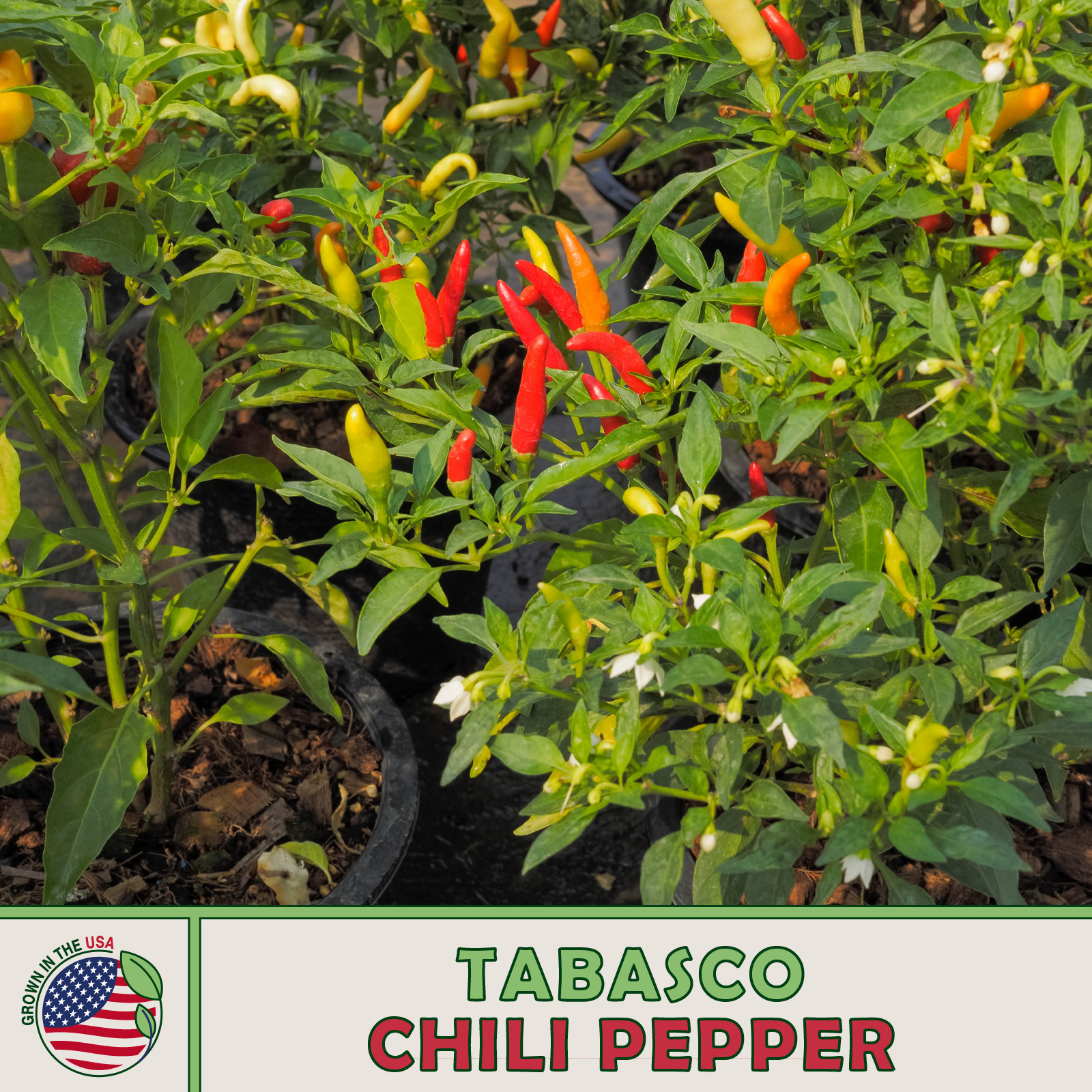 50 Tabasco Chili Pepper Seeds, Heirloom, Non GMO, Genuine USA