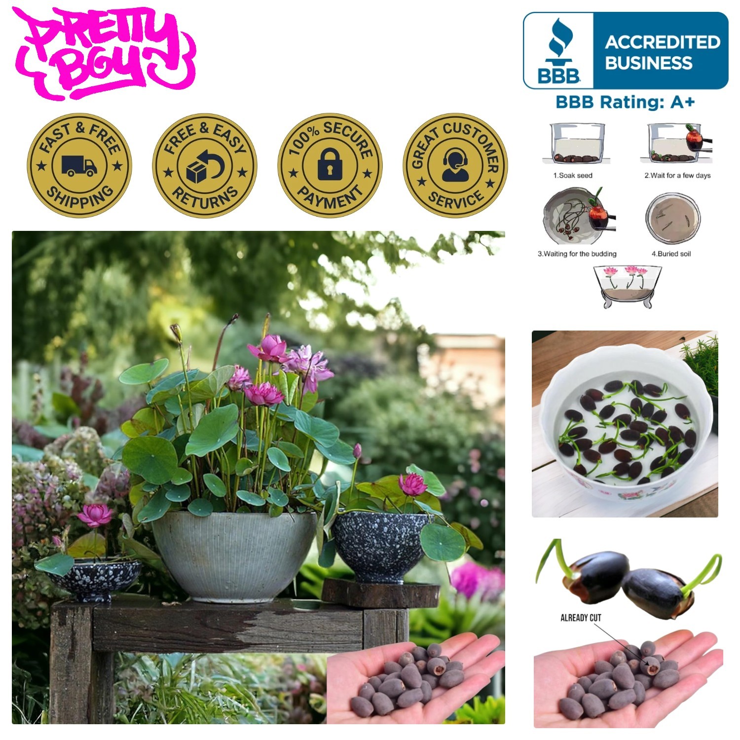 High Germination Lotus Seeds (15pcs) – Perfect for Indoor Bonsai & Outdoor Ponds