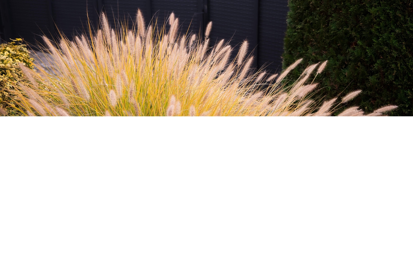 25 Dwarf Purple CHINESE FOUNTAIN GRASS Pennisetum Alopecuroides Hardy Ornamental