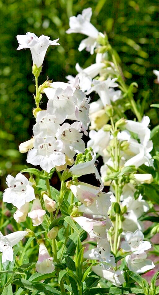 snow white Penstemon digitalis 200 seeds beardtongue, wildflower, EZ to grow