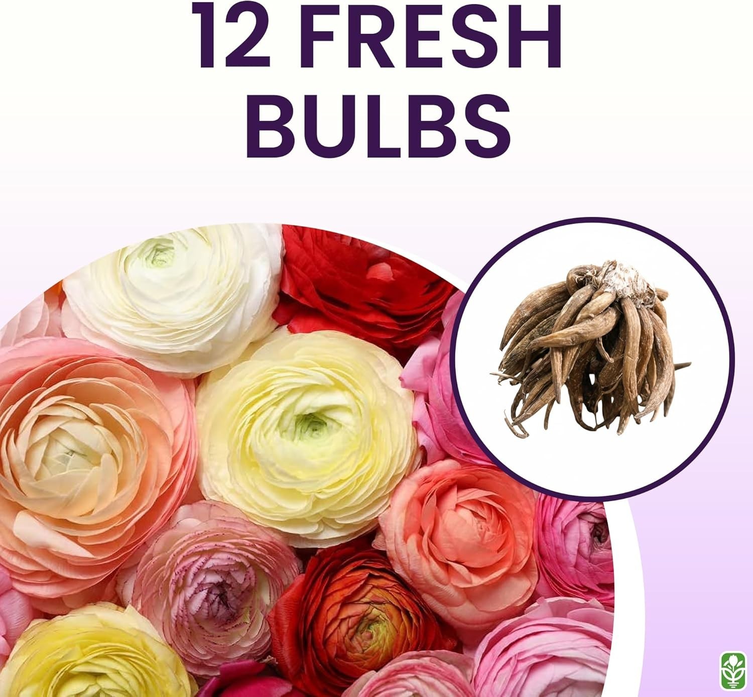 Mixed Peony Ranunculus Bulbs, 12 Large Size Corms, Multi-Color Blooms for