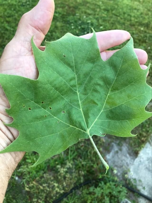 American Sycamore, 25+ seeds, Carolina ecotype