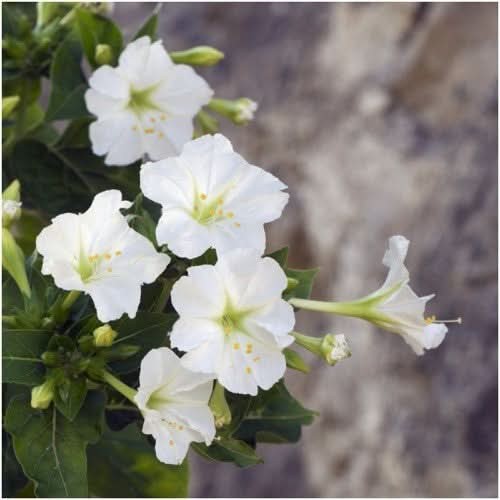 White Four O’ Clock Seeds For Planting (Mirabilis jalapa)