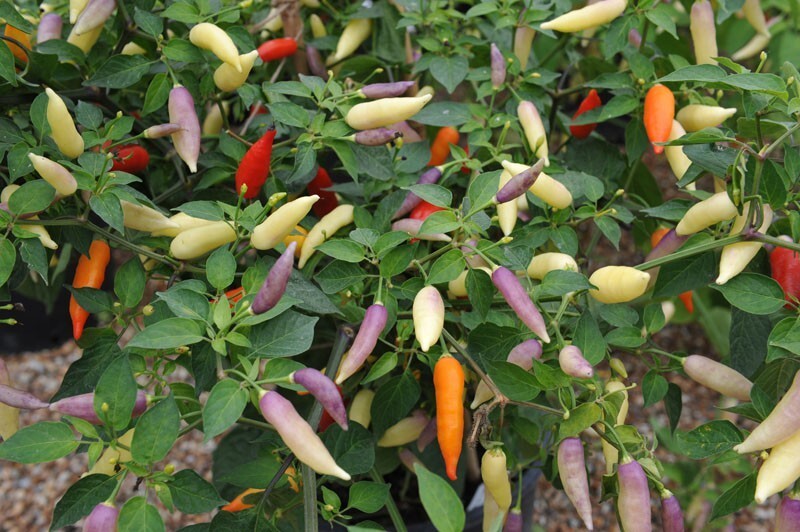 RARE✿ Heirloom Omnicolor Hot Pepper 15+ Seeds ●Colorful Pods