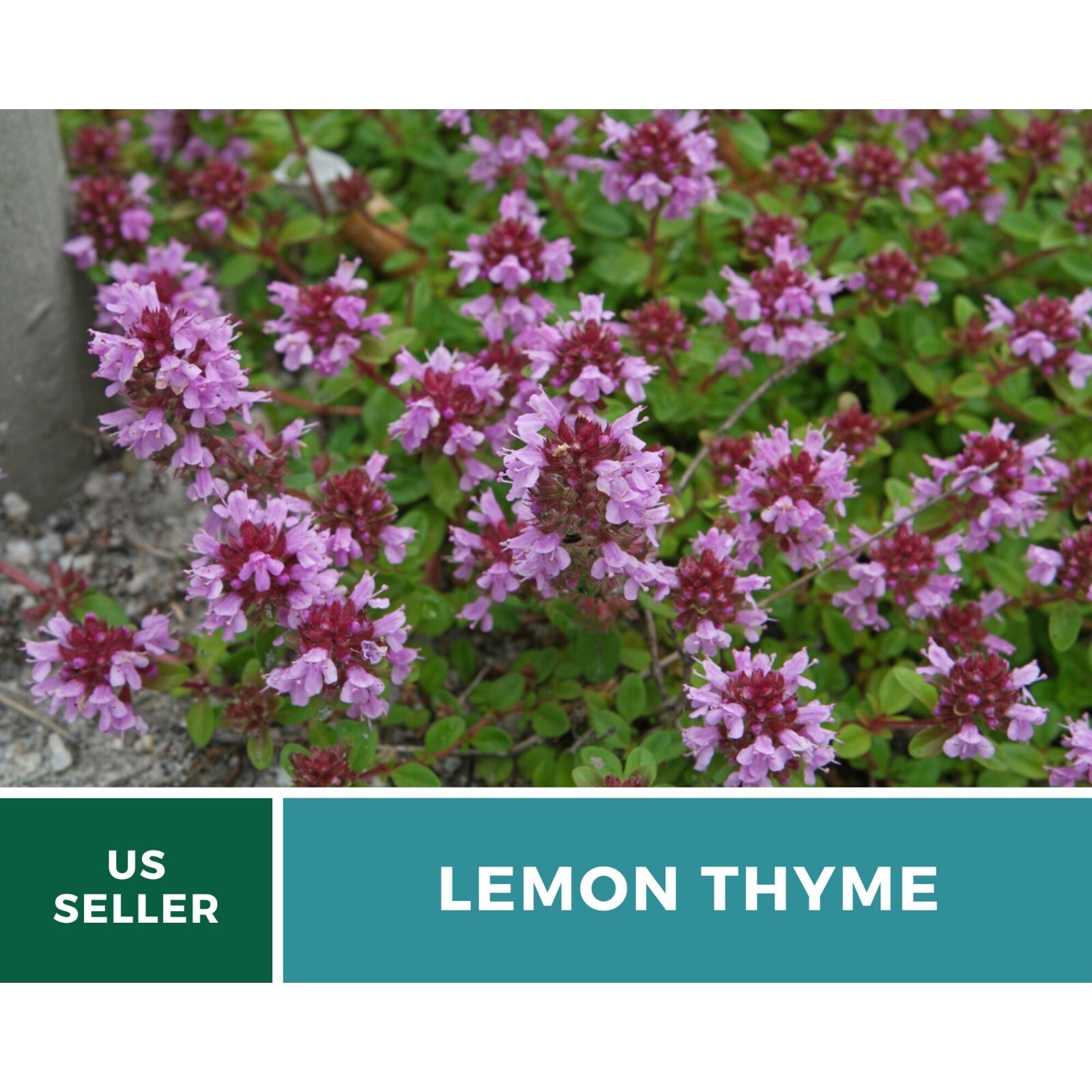 Thyme, Lemon seeds – Heirloom Herb (Thymus pulegioides) – Aromatic and Flavorful