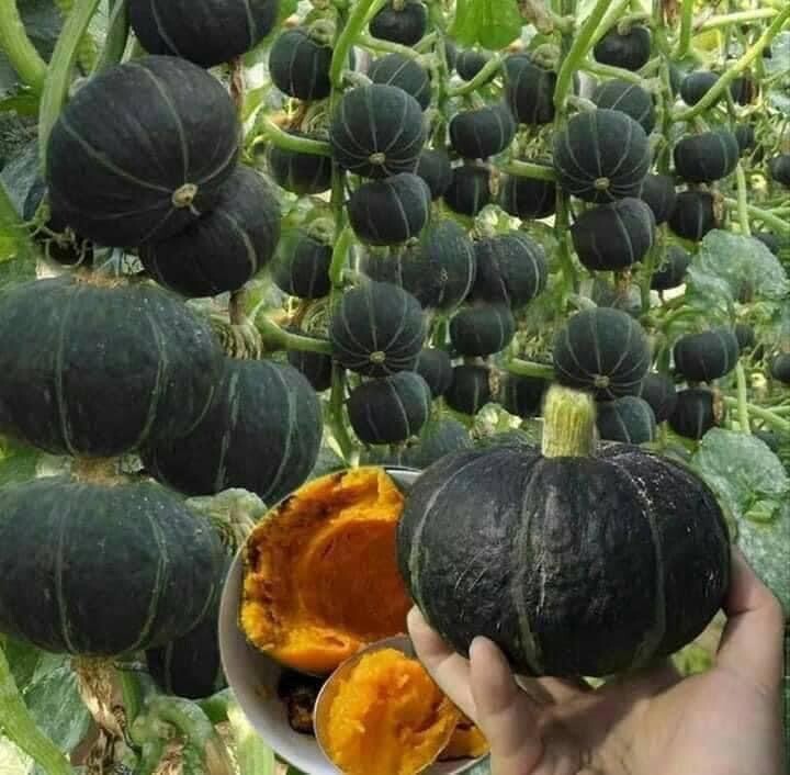 10+ Seeds Bí Đỏ Nhật F1 SHICHI Super High + 20 Seed Kabocha Japanese Pumpkin USA