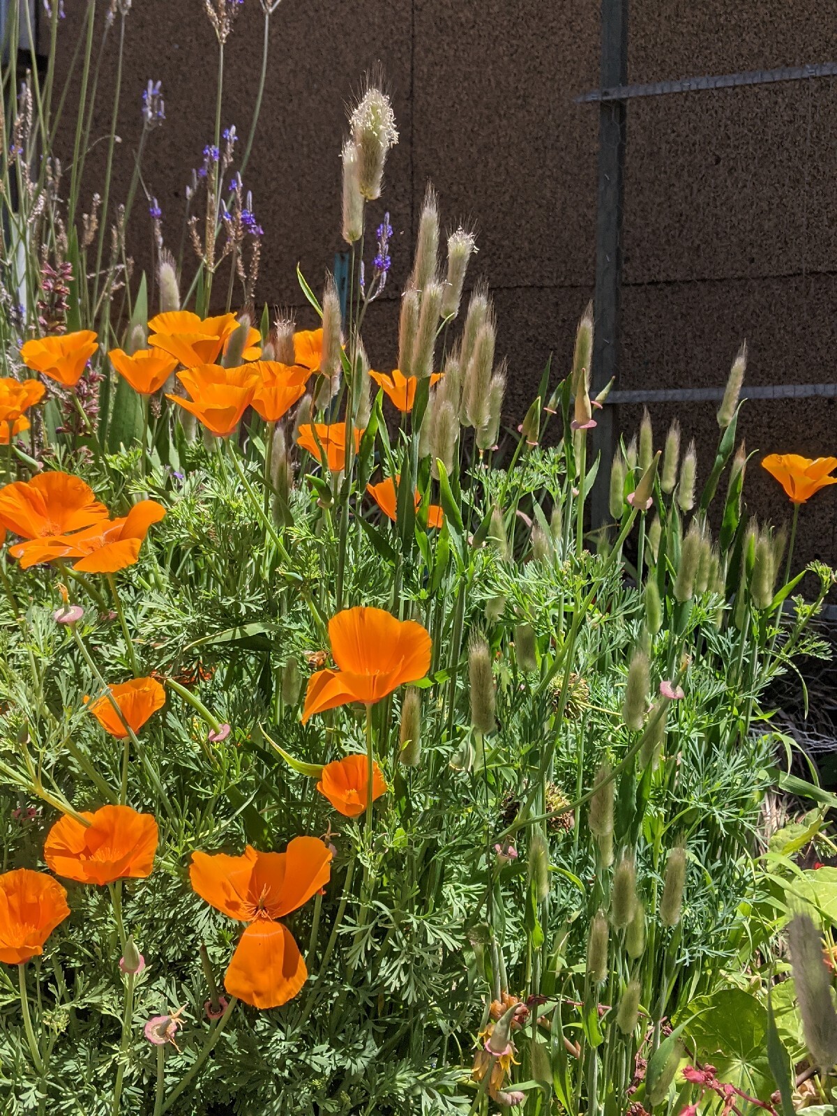 California “Gold Rush” Poppies (100+ SEEDS) Eschscholzia. USA Grown 2023 CROP