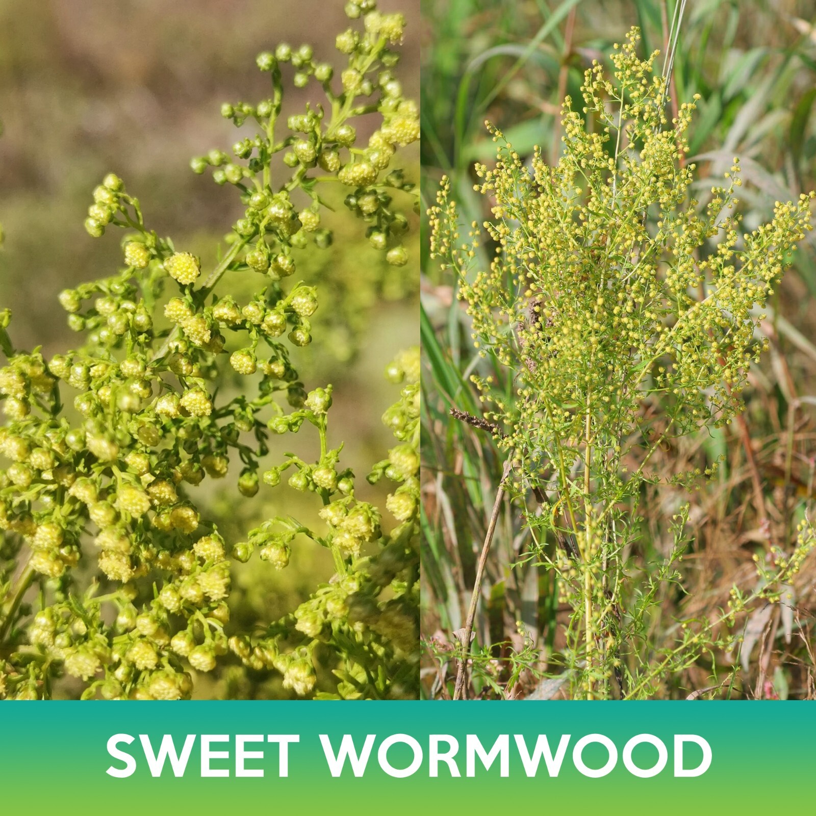 Sweet Wormwood, Artemisia annua