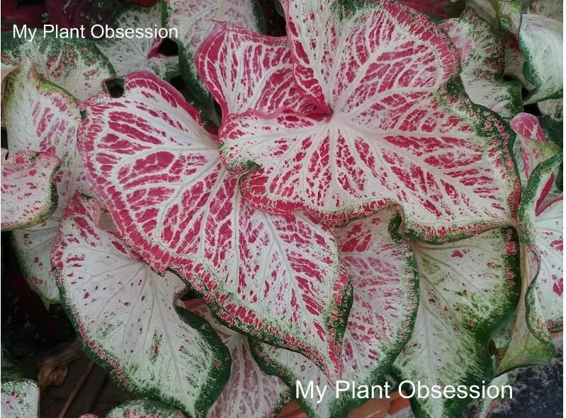 Caladium ‘Peppermint’ Size #2 (2 Bulbs)