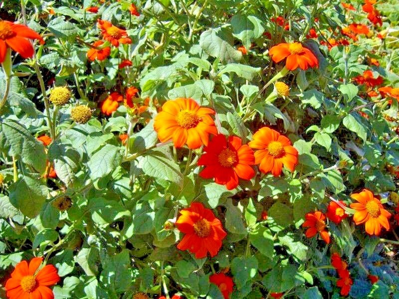 101+MEXICAN SUNFLOWER Seeds Drought Heat Summer Flower Garden Container Easy
