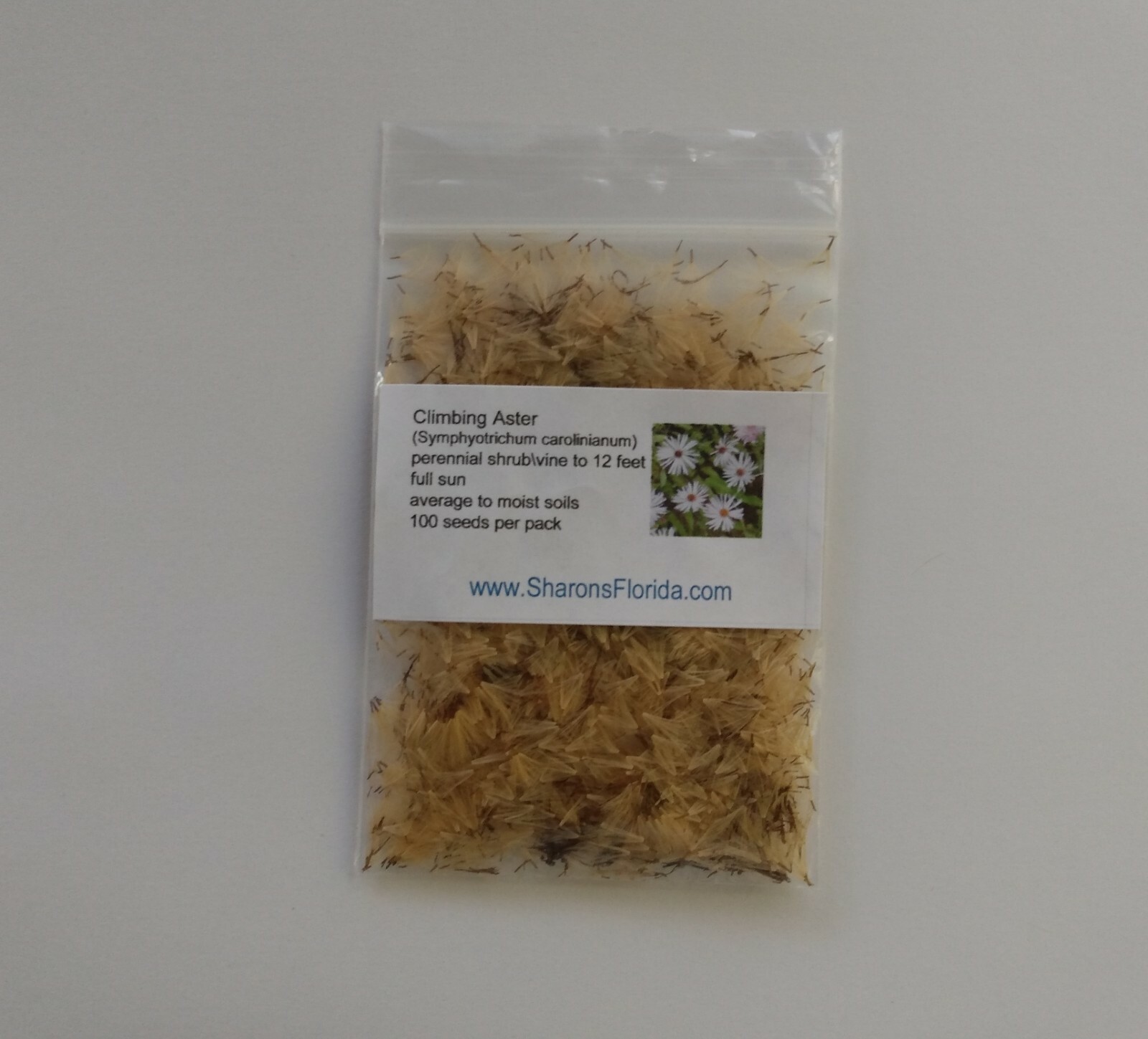 Climbing Aster (Symphyotrichum carolinianum) ✤ 100 Seeds