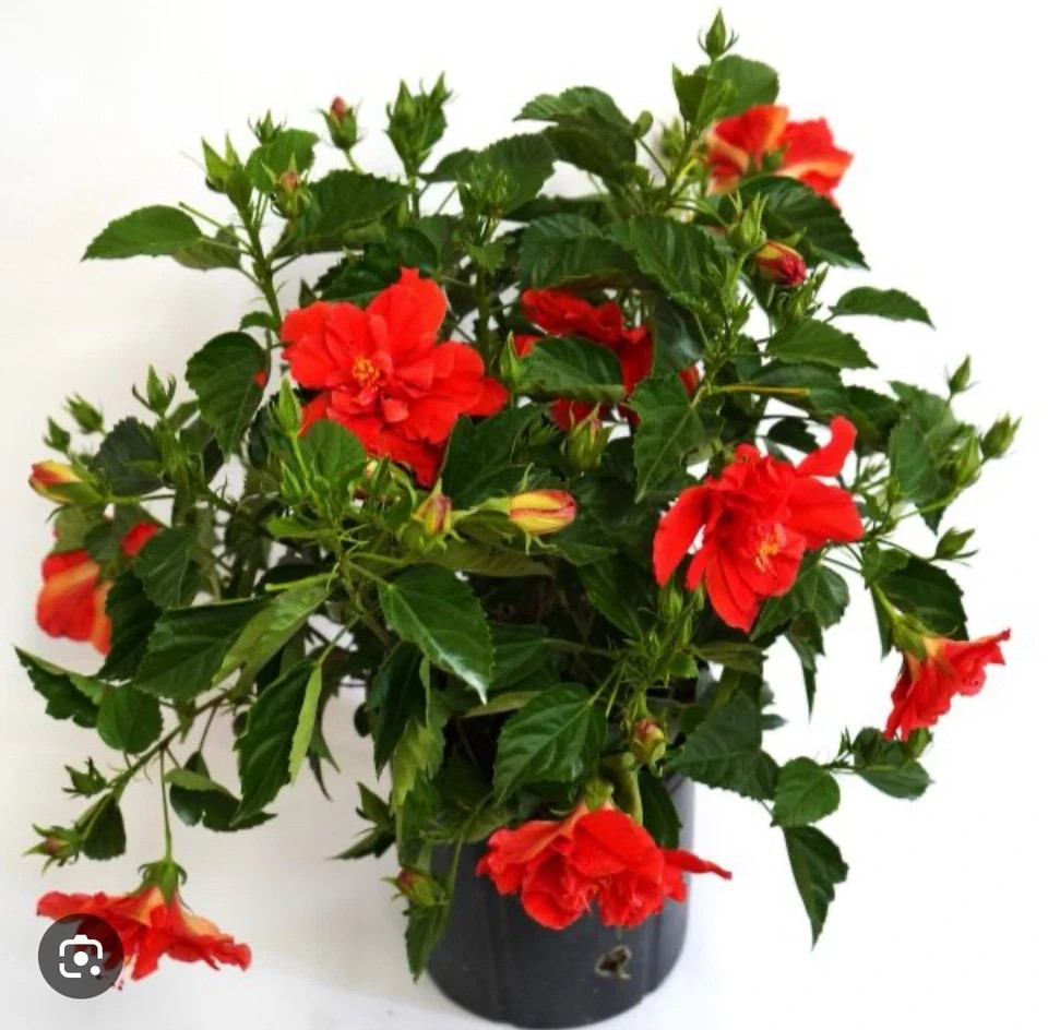 Red Dragon Hibiscus-SMALL ROOTED STARTER Plant-Hibiscus Rosa-sinensis