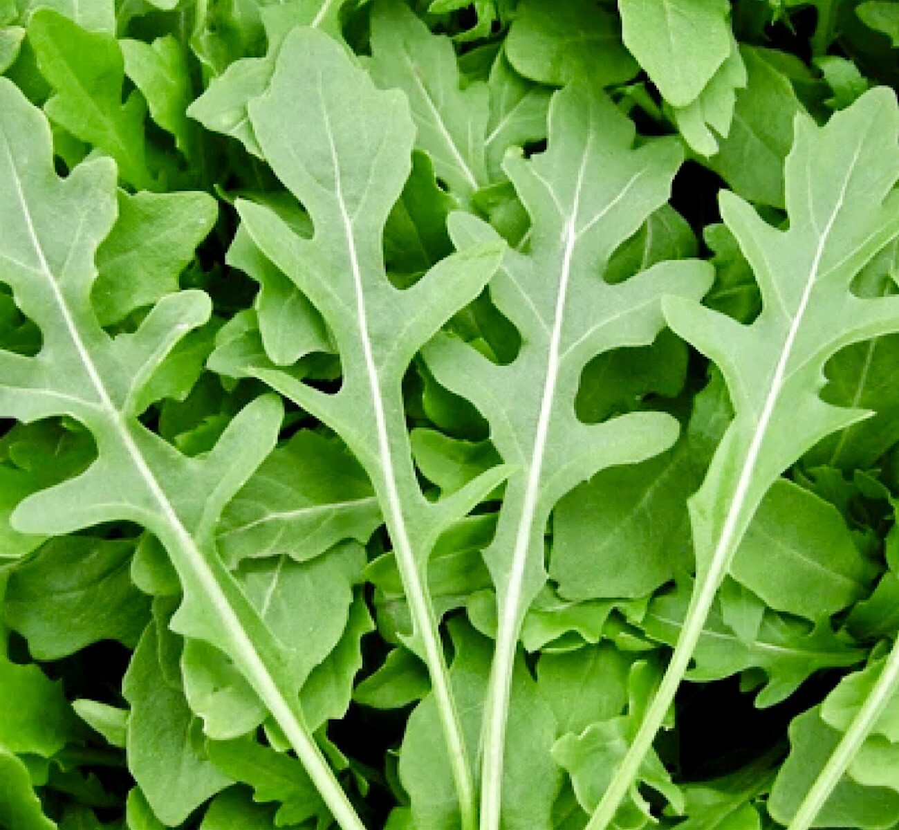 1000++ ROCKET ARUGULA SEEDS (Eruca sativa) | Non-GMO | Heirloom | USA SHIPPING.