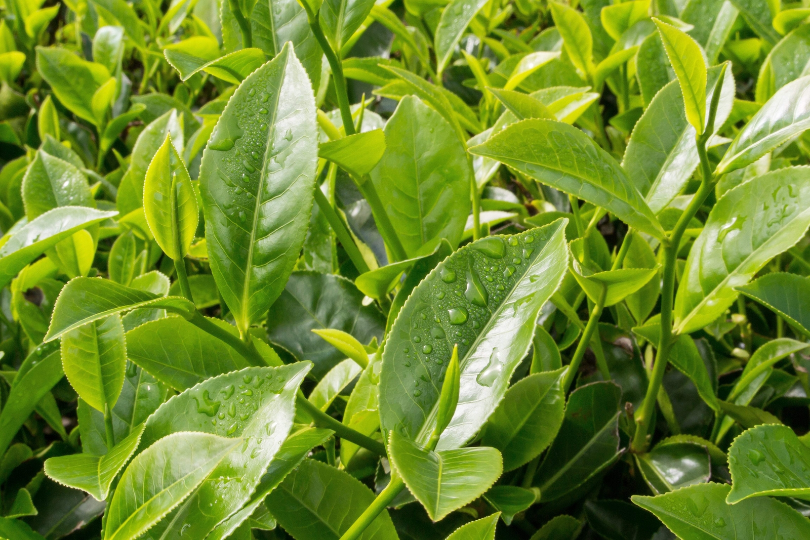 5 TEA PLANT Black & Green Drinking Tea Camellia Sinensis Tree Shrub Flower Seeds