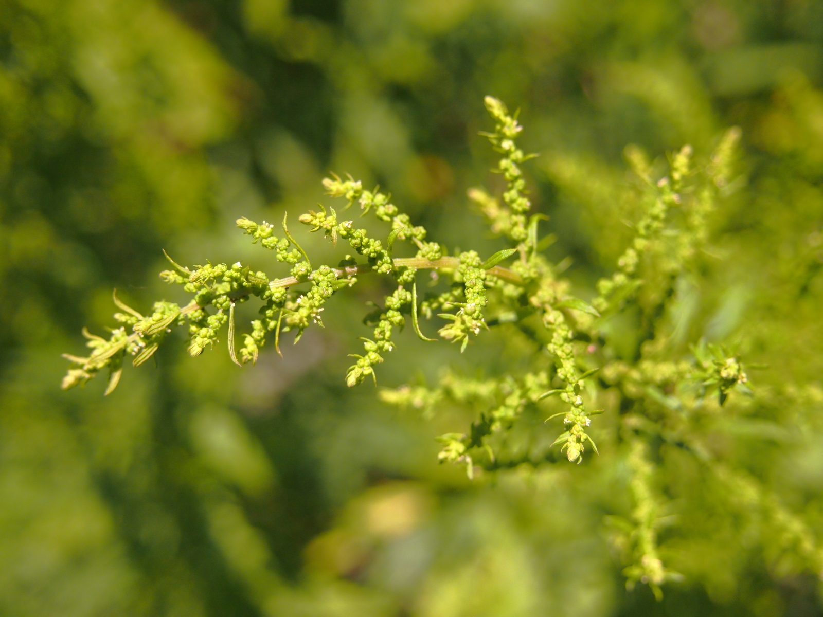 1,000 EPAZOTE Seeds (Chenopodium ambrosioides) | NON-GMO | Free shipping